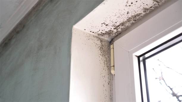 Best Mold Remediation for Specific Building Types in Medical Lake, WA