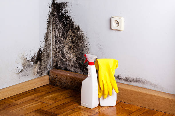 Best Basement Mold Remediation in Medical Lake, WA